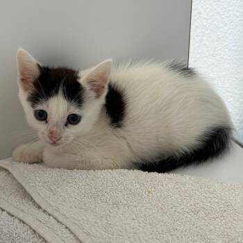 Yoshi aka Cooper -  Domestic Short Hair Cat for Adoption in Desert Hot Springs, California - Yoshi Aka Cooper | PetCurious