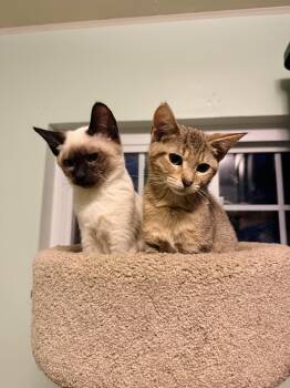 Esme & Hortense (Bonded Pair) -  Domestic Short Hair and Siamese Cat for Adoption in Charleston, West Virginia - Esme & Hortense (Bonded Pair) | PetCurious