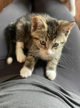Dennis -  Domestic Short Hair Cat for Adoption in St. Cloud, Minnesota - Dennis | PetCurious