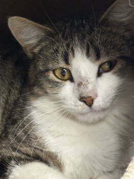 Rescue Domestic Short Hair Cats for Adoption - Angus | PetCurious