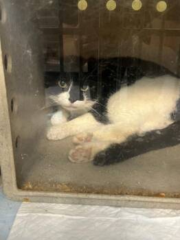 Brigette (working cat) *Adoption fee sponsored* -  Domestic Short Hair Cat for Adoption in Berryville, Virginia - Brigette (working Cat) *Adoption Fee Sponsored* | PetCurious