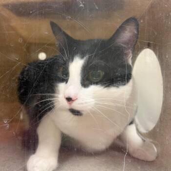 Dip -  Domestic Short Hair Cat for Adoption in Reno, Nevada - Dip | PetCurious