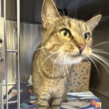 Royce -  Domestic Short Hair Cat for Adoption in Goleta, California - Royce | PetCurious
