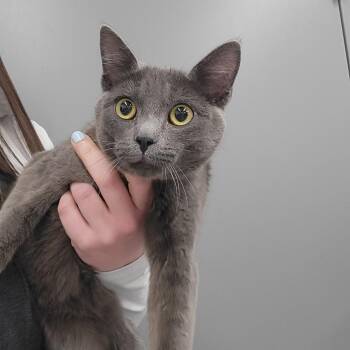 Domestic Short Hair Cats Available for Adoption - Jade | PetCurious