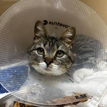 Domestic Short Hair Cats Available for Adoption in Blue Ridge, Georgia - Ruby | PetCurious