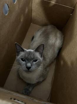 Domestic Medium Hair Cats Available for Adoption in Dallas, Texas - SARDINE | PetCurious