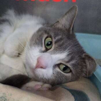 Rescue Tabby Cats for Adoption in Martinsburg, West Virginia - Mush | PetCurious