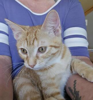 Rescue Domestic Short Hair Cats for Adoption in Merrillville, Indiana - Edward Scissorpaws | PetCurious