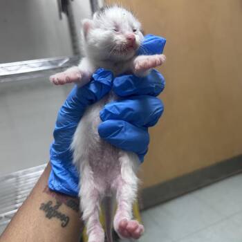 Pollie -  Domestic Short Hair Cat for Adoption in Philadelphia, Pennsylvania - Pollie | PetCurious