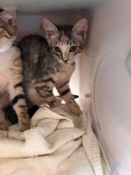 #1 -  Domestic Short Hair Cat for Adoption in Honolulu, Hawaii - #1 | PetCurious