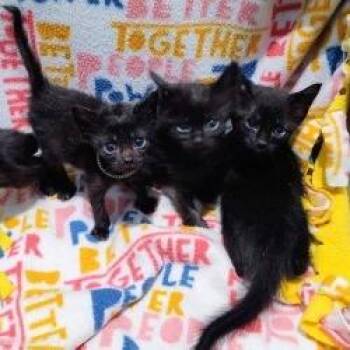Nightshade -  Domestic Short Hair Cat for Adoption in West Palm Beach, Florida - Nightshade | PetCurious