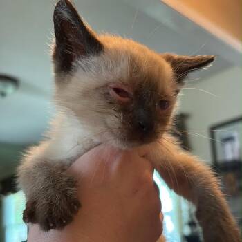 Tartar -  Domestic Short Hair and Siamese Cat for Adoption in Overland Park, Kansas - Tartar | PetCurious