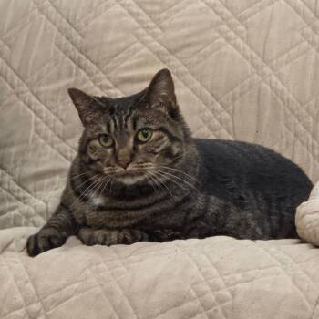 Mocha -  Domestic Short Hair Cat for Adoption in Mt. Juliet, Tennessee - Mocha | PetCurious