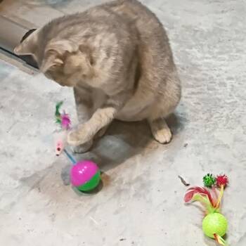 Domestic Short Hair Cats Available for Adoption - Chelsea | PetCurious