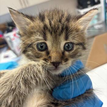 Domestic Short Hair Cats Available for Adoption in San Antonio, Texas - Merc | PetCurious