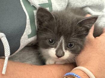 Domestic Short Hair Cats Available for Adoption in Stamford, Connecticut - Four Kittens | PetCurious