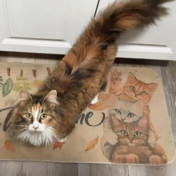 Domestic Long Hair Cats Available for Adoption in Fairway, Kansas - Dirty Diana | PetCurious