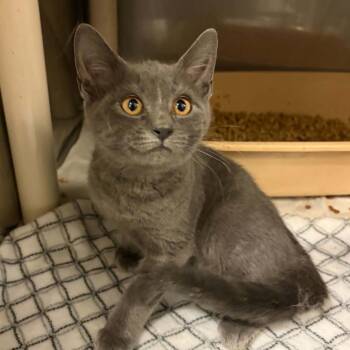 Poltergeist -  Domestic Short Hair Cat for Adoption in Concord, North Carolina - Poltergeist | PetCurious