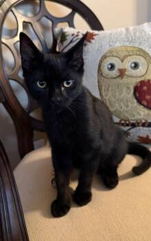 Horizon -  Domestic Short Hair Cat for Adoption in Nashville, Tennessee - Horizon | PetCurious