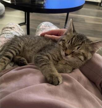 Bumble -  Domestic Short Hair Cat for Adoption in Eugene, Oregon - Bumble | PetCurious