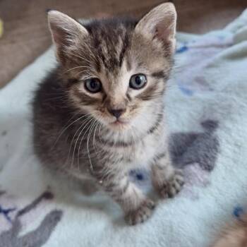 Ms. Gus Gus C12119 -  Domestic Short Hair Cat for Adoption - Ms. Gus Gus C12119 | PetCurious