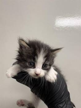 Domestic Short Hair Cats Available for Adoption in Ontario, California - SENORITA - IN FOSTER | PetCurious
