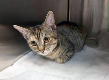 Domestic Short Hair Cats Available for Adoption - Cat Pun | PetCurious