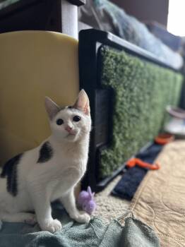 Domestic Short Hair Cats Available for Adoption - Opie | PetCurious