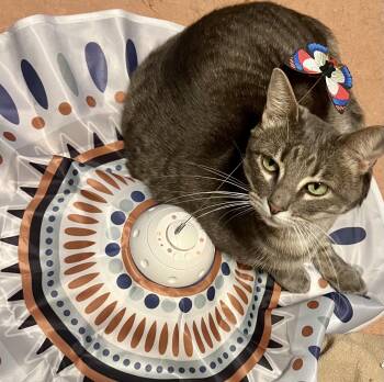 Rescue Domestic Short Hair Cats for Adoption in Fort Worth, Texas - Lil