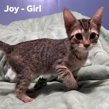 Rescue Domestic Short Hair Cats for Adoption in Monroe, Michigan - Joy | PetCurious