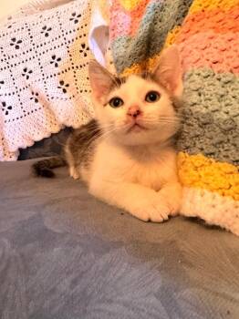 *Ross -  Domestic Short Hair Cat for Adoption in Newnan, Georgia - *Ross | PetCurious