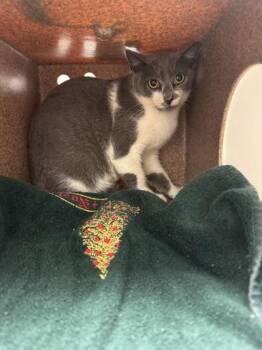Queen Appalachia -  Domestic Short Hair Cat for Adoption in Sevierville, Tennessee - Queen Appalachia | PetCurious
