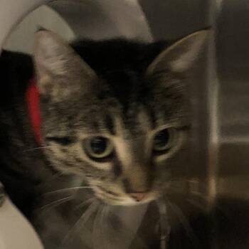 Emerald -  American Shorthair Cat for Adoption in Oak Park, Illinois - Emerald | PetCurious