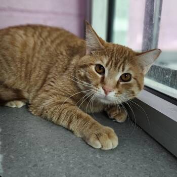 Domestic Short Hair Cats Available for Adoption in Lakewood, Colorado - Chuck | PetCurious