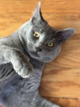 Domestic Short Hair Cats Available for Adoption - Chance The Napper | PetCurious