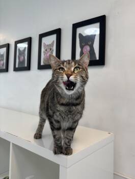 Rescue Domestic Short Hair Cats for Adoption in Chicago, Illinois - Honey Bee | PetCurious