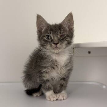 Domestic Short Hair Cats Available for Adoption in New York, New York - Elote | PetCurious