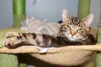 HANK -  Domestic Short Hair and Tabby Cat for Adoption in Brazil, Indiana - HANK | PetCurious
