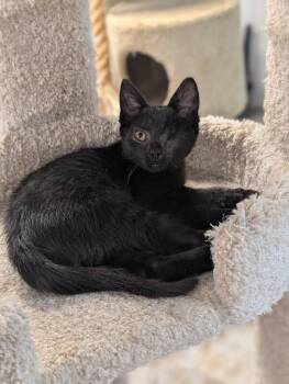 Hercules -  Domestic Short Hair Cat for Adoption - Hercules | PetCurious