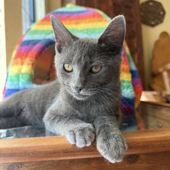 Esmeralda -  Domestic Short Hair Cat for Adoption in Fort Worth, Texas - Esmeralda | PetCurious