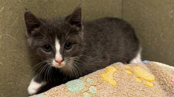 A551554 -  Domestic Short Hair Cat Available for Adoption in Moreno Valley, California - A551554 | PetCurious