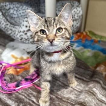 Art -  Domestic Short Hair and Tabby Cat for Adoption in Penn Yan, New York - Art | PetCurious