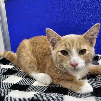 Nemo -  Domestic Short Hair Cat for Adoption in Dunkirk, New York - Nemo | PetCurious