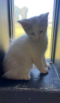 Rescue Domestic Medium Hair Cats for Adoption in Vicksburg, Mississippi - Mabry | PetCurious