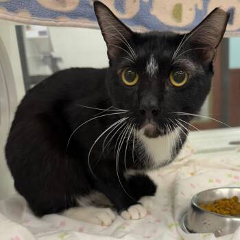 Bubby -  Domestic Short Hair Cat Available for Adoption in West Palm Beach, Florida - Bubby | PetCurious