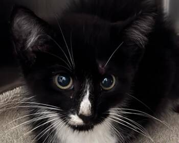 STUBBY -  Domestic Short Hair Cat for Adoption in Olathe, Kansas - STUBBY | PetCurious