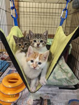 Rescue Domestic Short Hair Cats for Adoption in Delhi, New York - Lots Of Kittens! | PetCurious