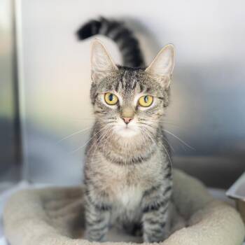 Domestic Short Hair Cats Available for Adoption - Mia | PetCurious