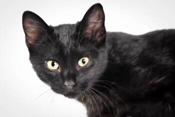 ZORRO -  Domestic Short Hair Cat for Adoption in Loveland, Colorado - ZORRO | PetCurious