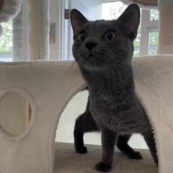 Lulu -  Domestic Short Hair Cat for Adoption in Warwick, Rhode Island - Lulu | PetCurious